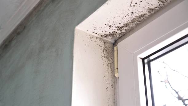 Best Mold Damage Repair  in Chesapeake Ranch Estates, MD