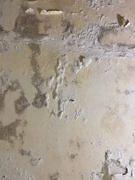 Best Best Mold Removal Companies  in Chesapeake Ranch Estates, MD